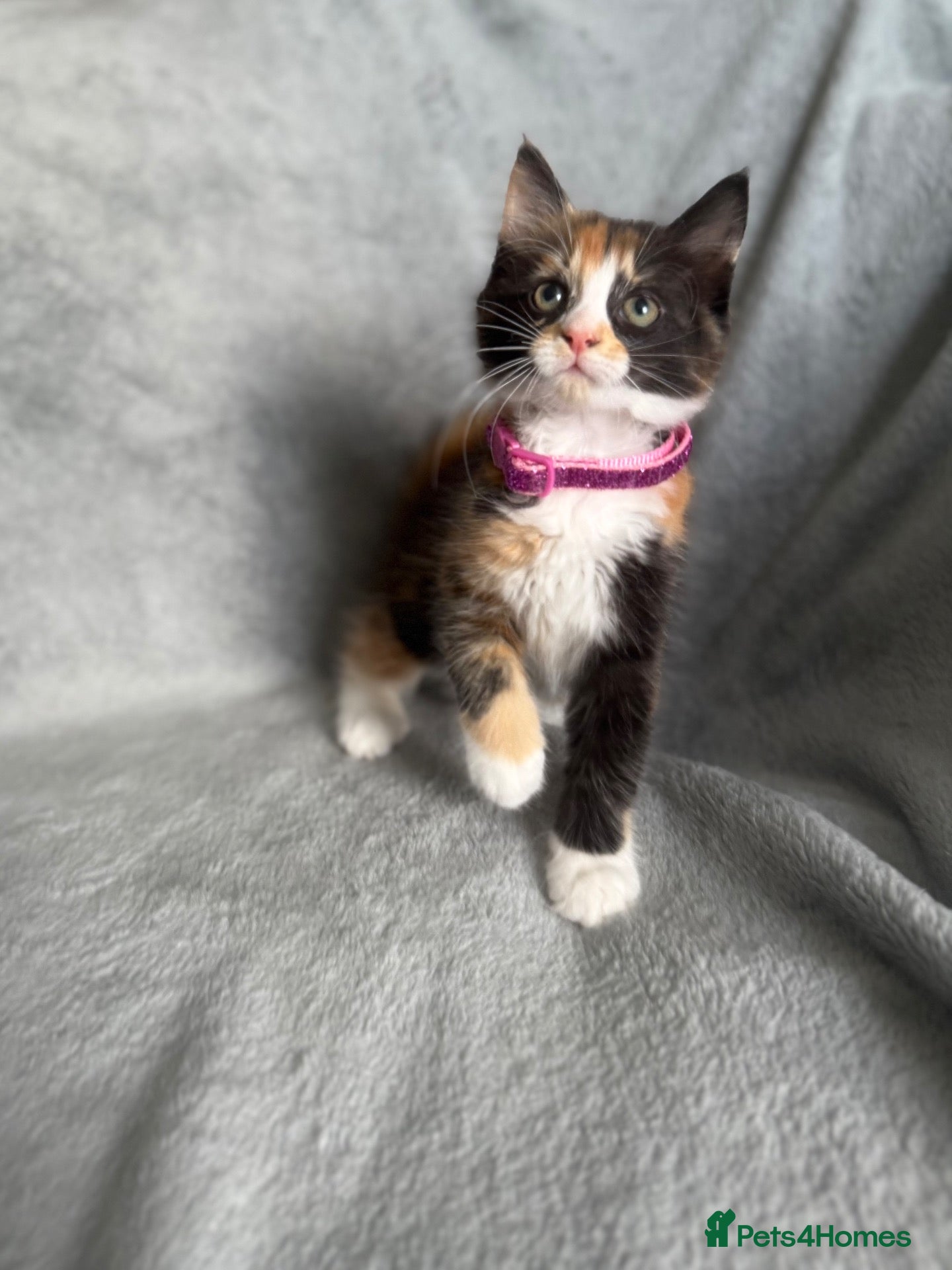 Maine Coon cats LAST GIRL -Calico MaineCoon Cross Kitten - Advert 13
