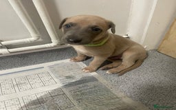 Whippet dogs for sale: Whippet Puppies - Image 4