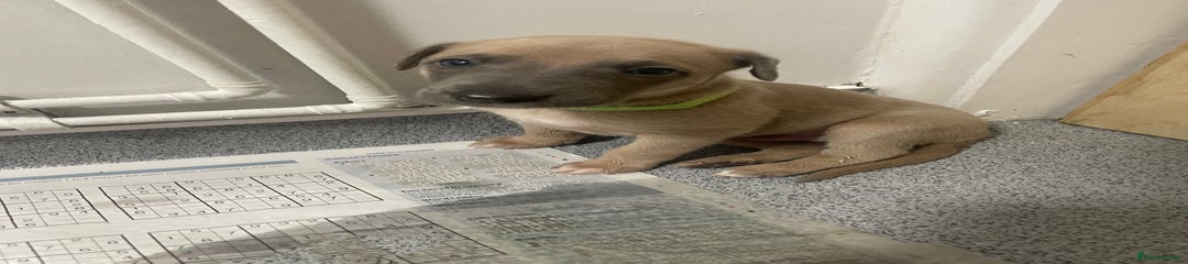 Whippet Puppy 1