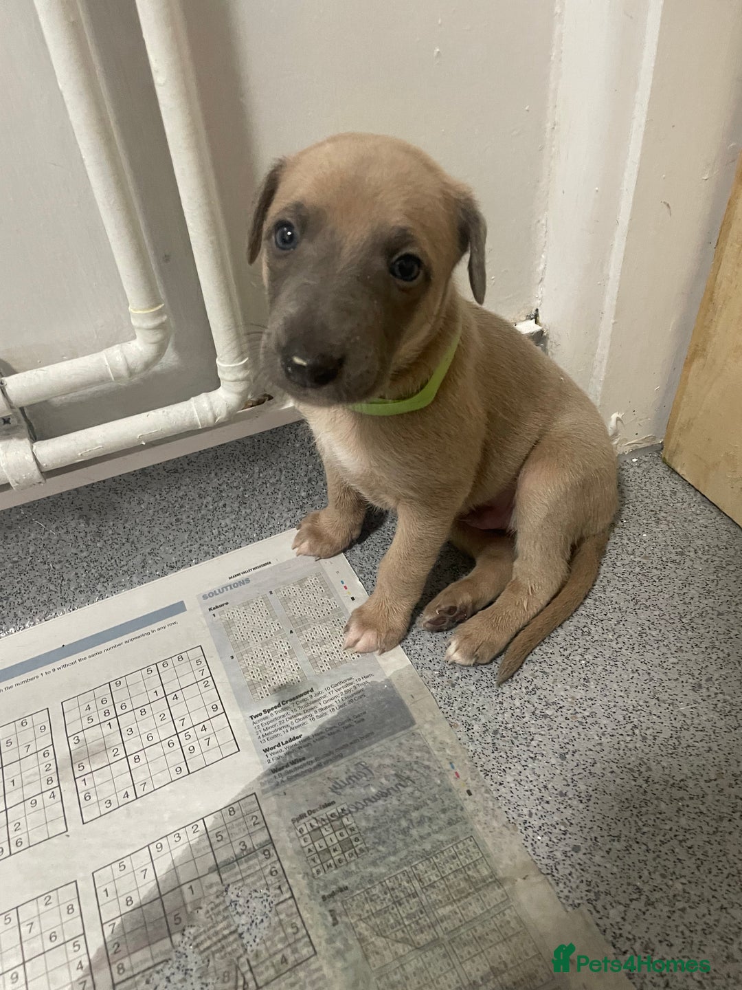 Whippet dogs for sale: Whippet Puppies - Image 4