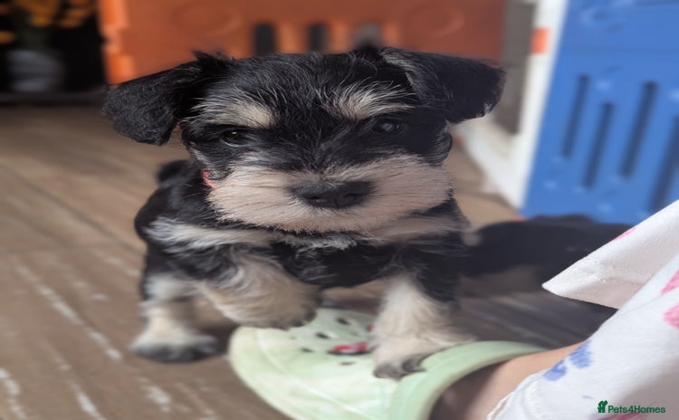 Miniature Schnauzer dogs - Advert 1