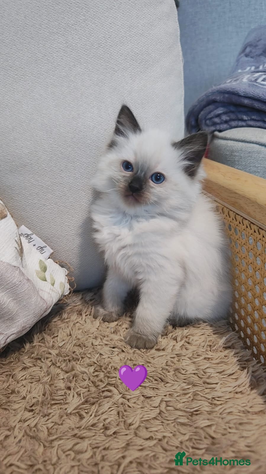 Ragdoll cats Ragdoll kittens  - Advert 13