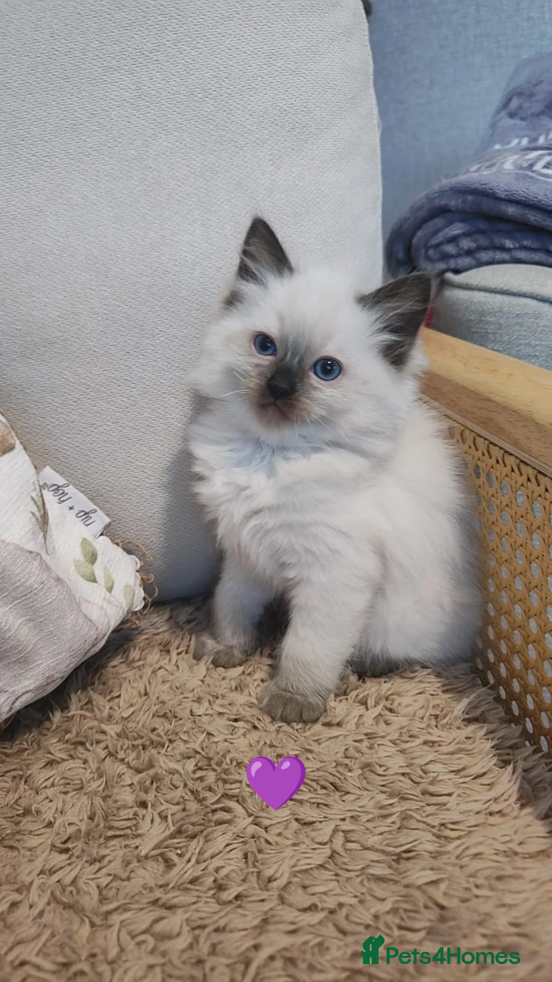 Ragdoll cats for sale: Ragdoll kittens  - Advert 2