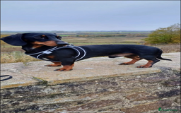 Miniature Dachshund dogs for stud: Miniature Dachshund available for stud  - Image 5