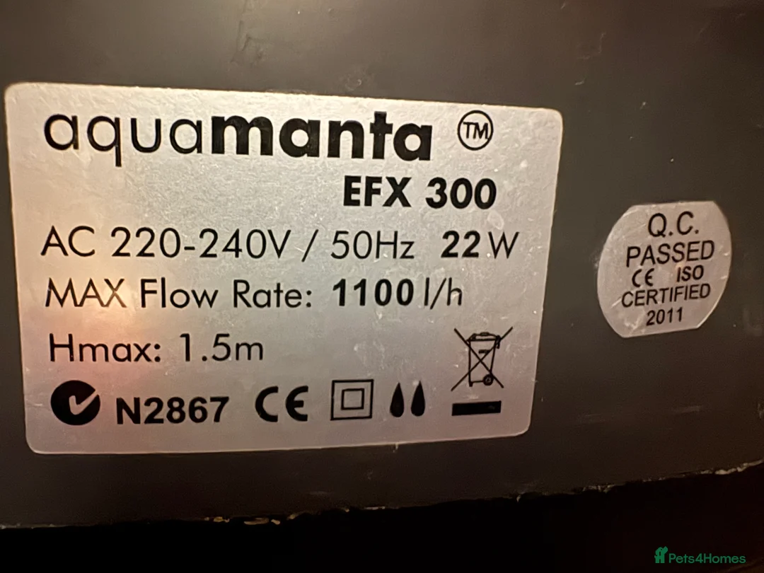 Other/Mixed Breed fish for sale: 2 Axolotls and whole set up  - Advert 12