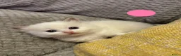 Ragdoll cats for sale: GCCF Registered Ragdoll Kittens - Advert 9