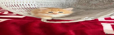 Mixed Breed Kitten 6