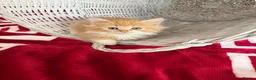 Mixed Breed cats for sale: 6 beautiful kitties looking for forever home  - Advert 6