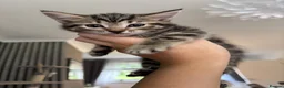 Mixed Breed cats for sale: Kittens  in Alexandria - Advert 7