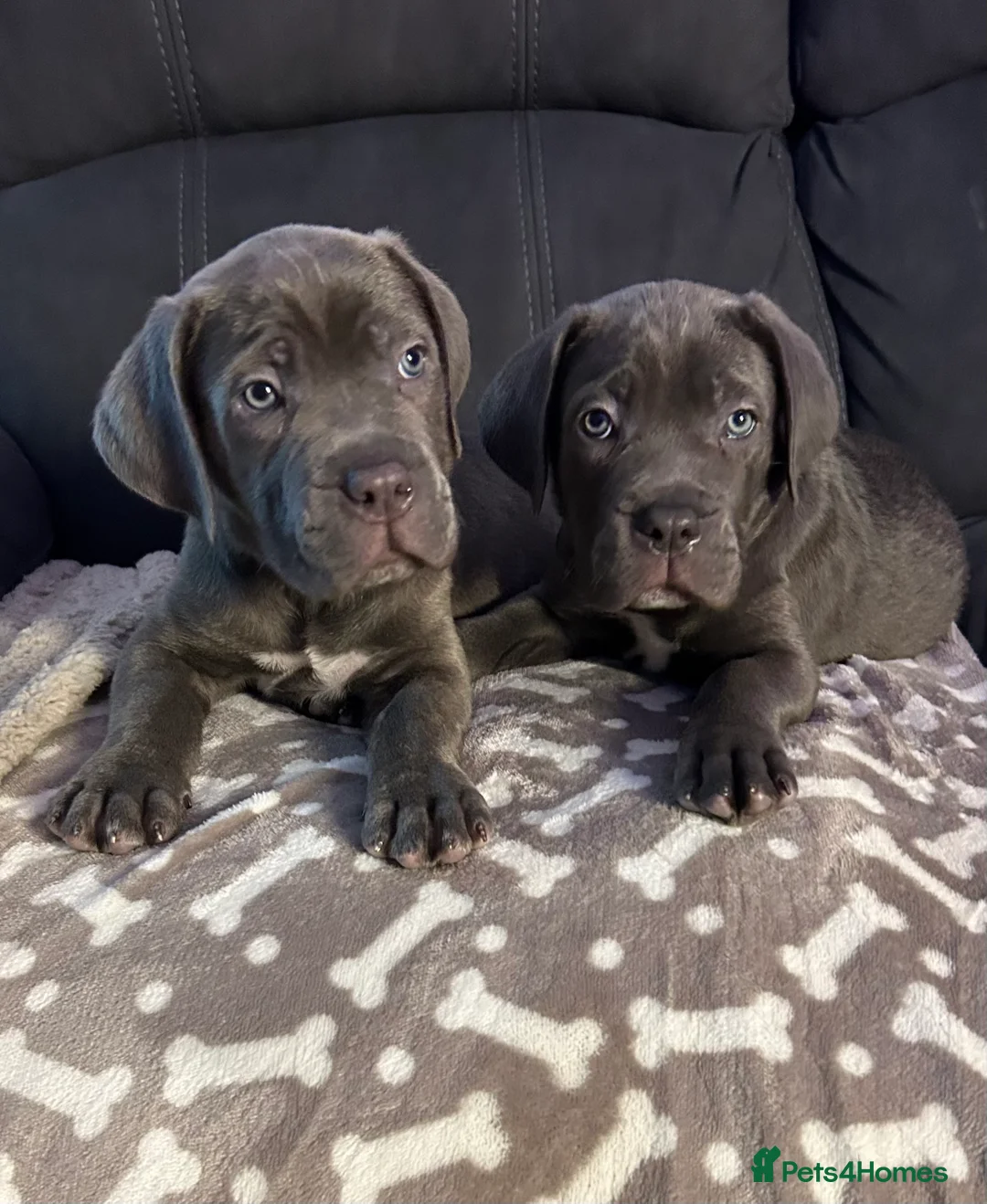 Cane Corso dogs for sale: Cane corso champion bloodline pups  - Advert 23