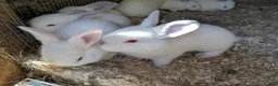 New Zealand rabbits for sale: New Zealand Californian Rabbits - Advert 1