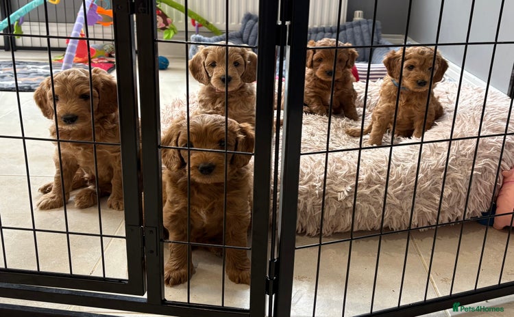 Goldendoodle dogs - Advert 3