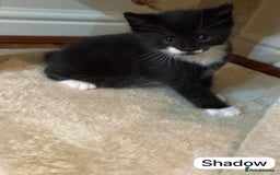 British Shorthair cats for sale: Kittens for sale - Image 11