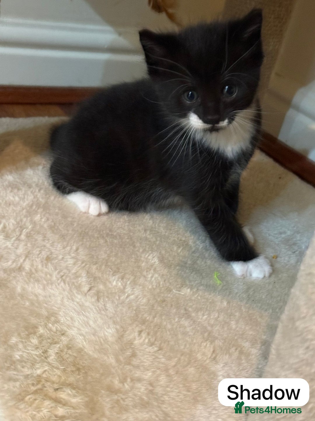British Shorthair cats for sale: Kittens for sale - Image 11
