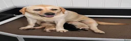 Labrador Retriever dogs for sale: Stunning Black & Yellow Show Pups - Advert 8
