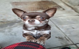 Chihuahua dogs for sale: Chihuahua puppies  - Image 18
