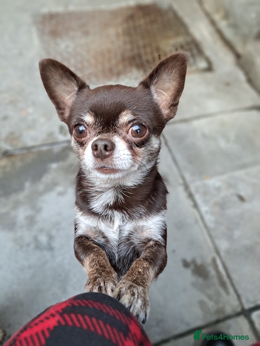 Chihuahua dogs for sale: Chihuahua puppies  - Image 18