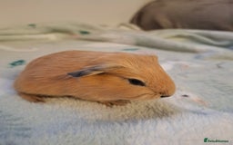Guinea Pig rodents for sale: Beautiful Baby Guinea Pigs - Image 9