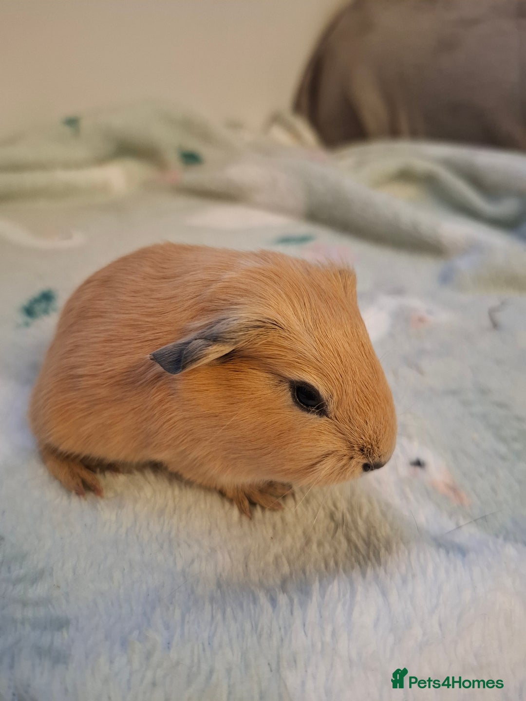 Guinea Pig rodents for sale: Beautiful Baby Guinea Pigs - Image 9