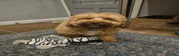 Cockapoo dogs for sale: 6 month old cockerpoo in Huddersfield - Advert 1