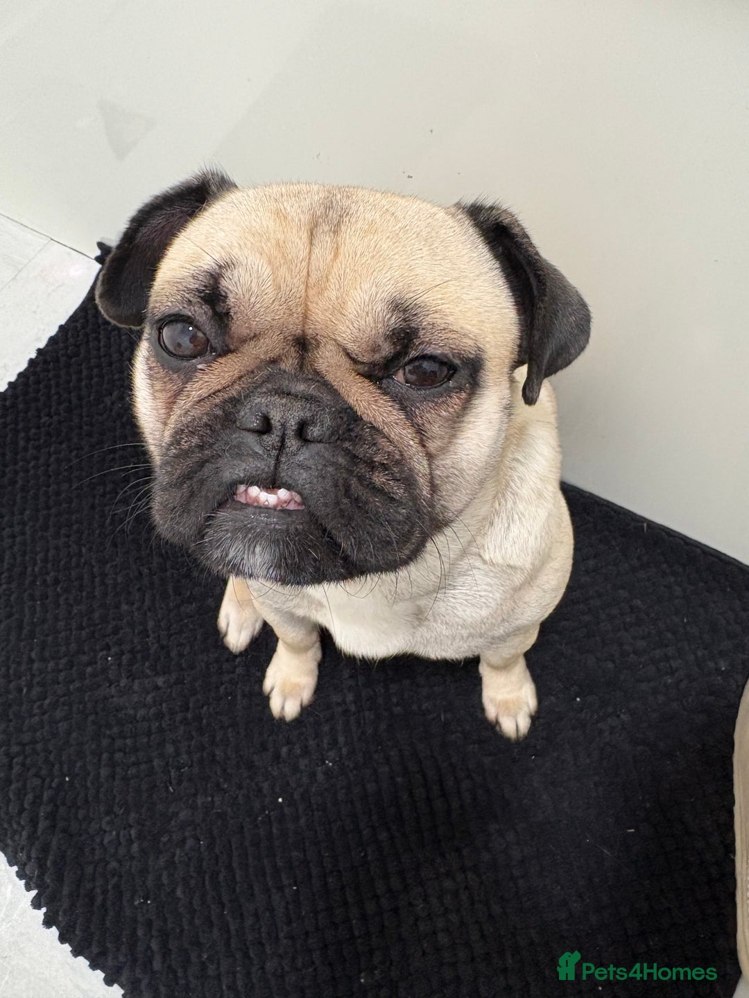 Mixed Breed dogs for sale: Frug  - Advert 1