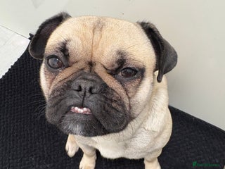 Mixed Breed dogs Frug - Advert 9