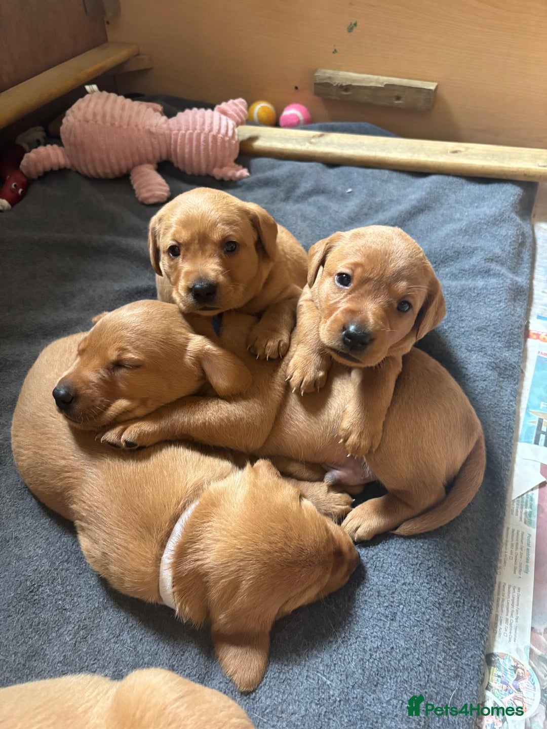 Labrador Retriever dogs for sale: Stunning, KC registered, Fox Red Labrador puppies. - Image 6