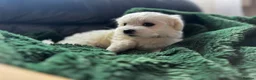 Maltese dogs for sale: >>PUREBRED BEAUTIFULLY MALTESE PUPPIES<< - Advert 27