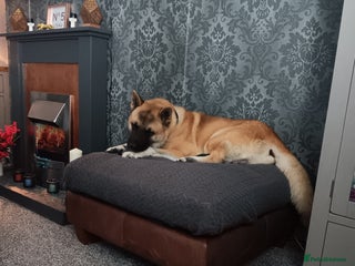 Akita dogs - Advert 20