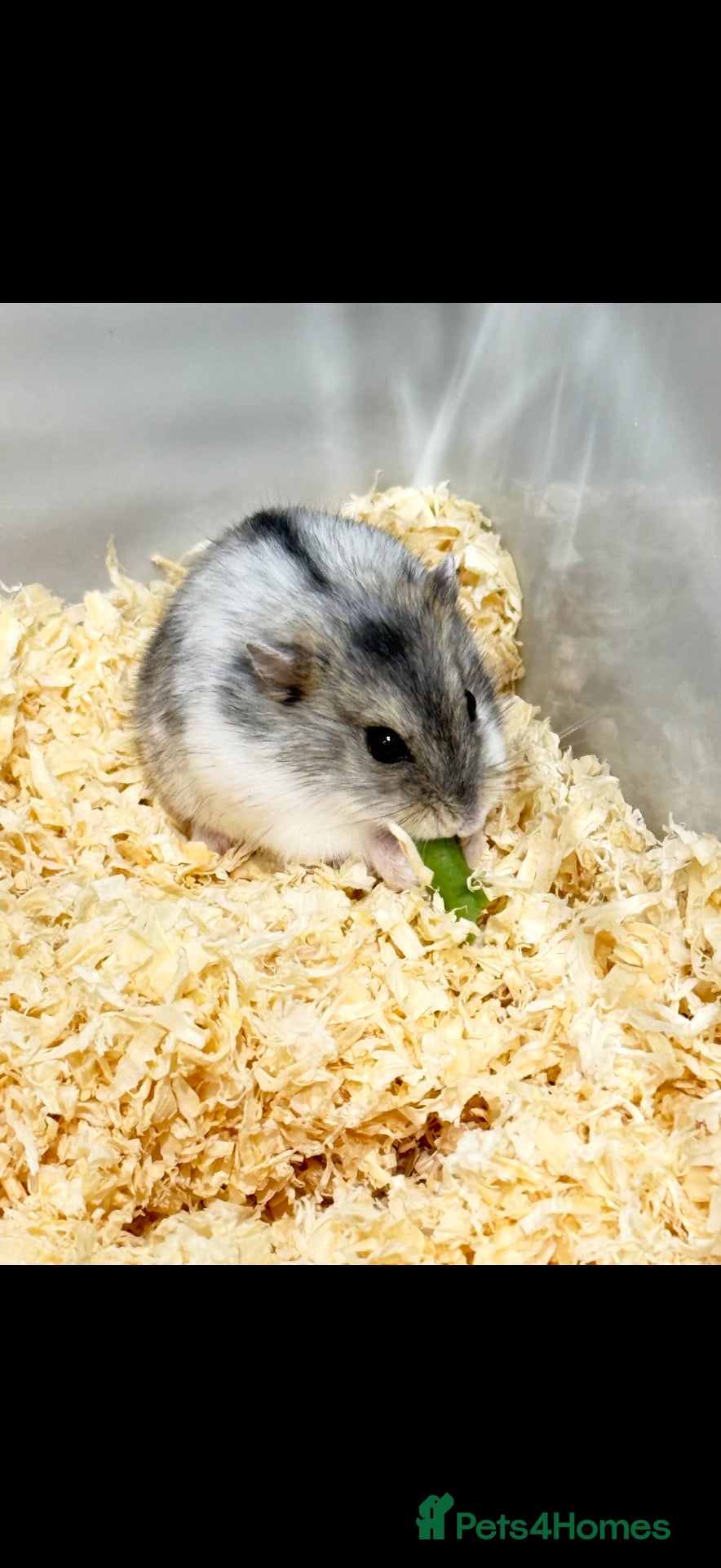 Hamster rodents for sale: Grey hamster  - Advert 1