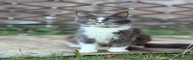 Maine Coon 1