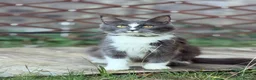 Maine Coon cats for sale: 4 adults Maine Coon - Advert 2