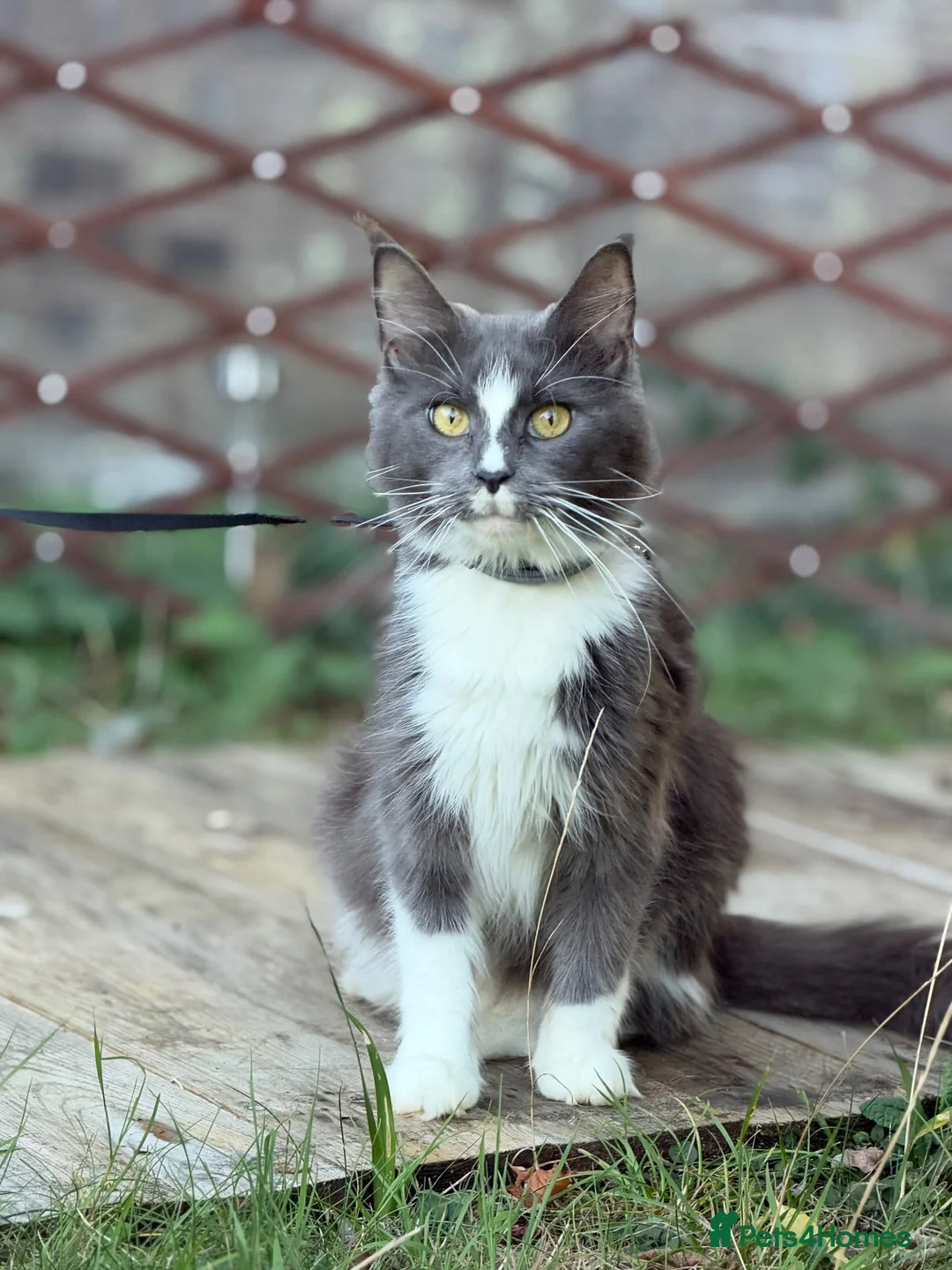 Maine Coon cats for sale: 4 adults Maine Coon - Advert 2