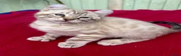 Keetso cats for sale: Superb very rare polydactyl curled eared keetsos  - Advert 33