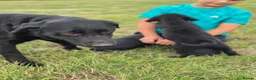 Labrador Retriever dogs for sale: 4 excellent labrador pups - Advert 5
