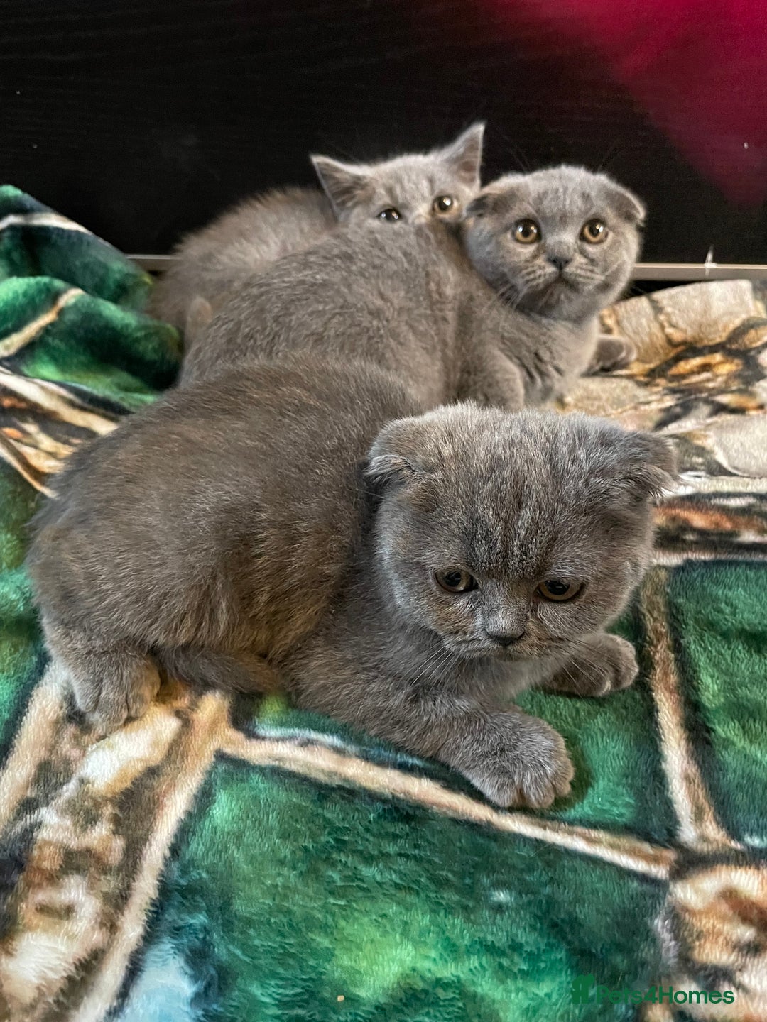 Scottish Fold cats for sale: Scottish fold kittens - Image 17