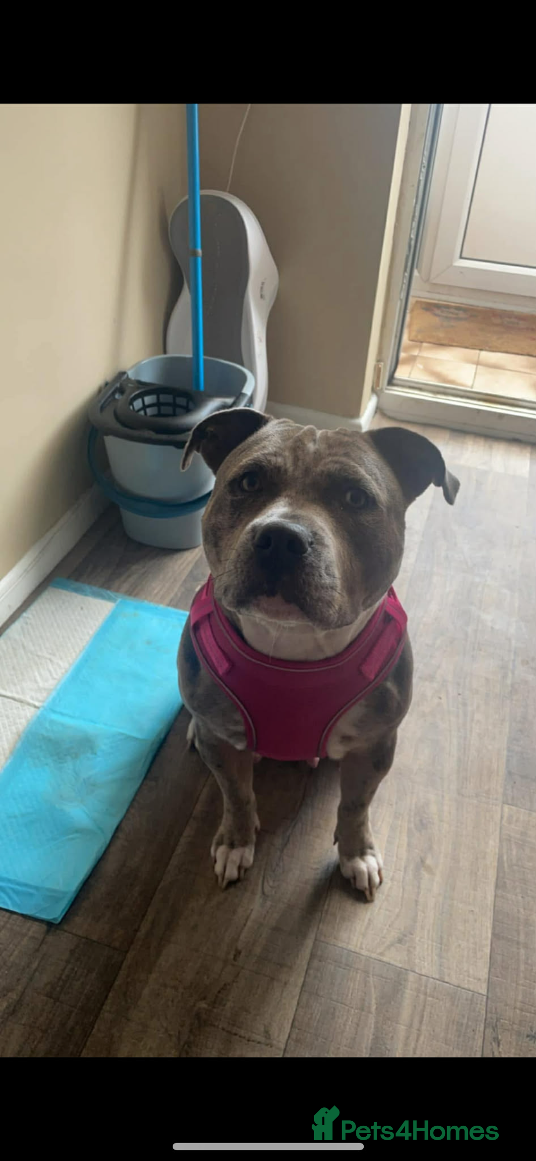 Staffordshire Bull Terrier dogs for sale: Beautiful Staffy puppies ready for a great home - Advert 8