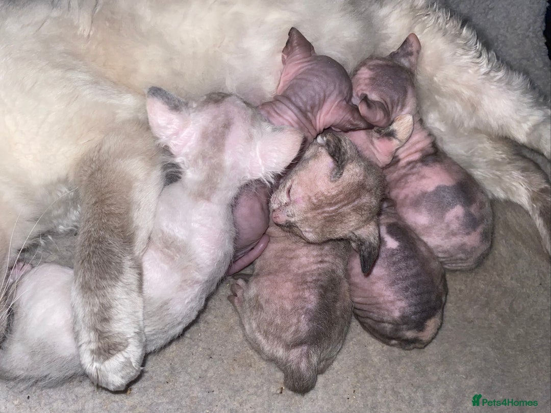 Sphynx cats for sale: Truly unique sphinx kittens 😍🥰🥰 - Advert 2