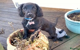 Cocker Spaniel dogs for sale: Gorgeous girl Cocker Spaniel puppy - Advert 1