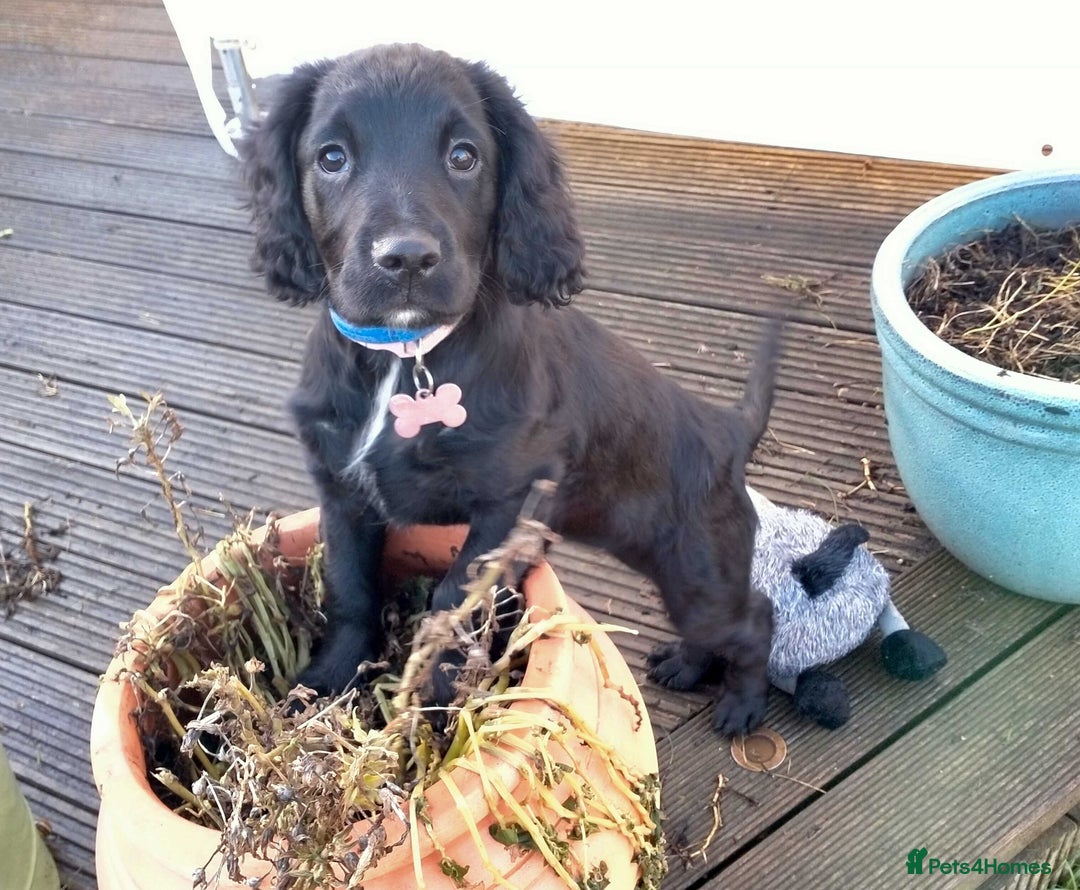 Cocker Spaniel dogs for sale: Gorgeous girl Cocker Spaniel puppy - Advert 1