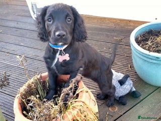 Cocker Spaniel dogs Gorgeous girl Cocker Spaniel puppy - Advert 1