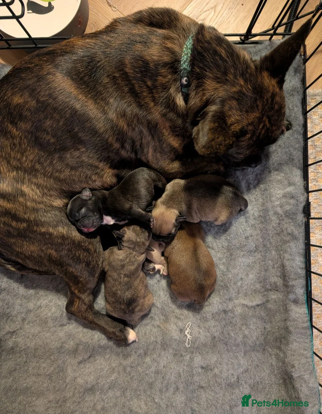 Mixed Breed dogs for sale: French bulldog Frenchie mix *behavioural* - Advert 4