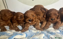 Cockapoo dogs for sale: 🌟 Quality F1 Cockapoo puppies 🌟 - Image 8