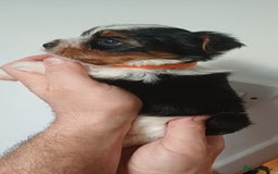 Yorkshire Terrier dogs for sale: 100% Biewer yorkshire-terrier Pedigree  - Advert 9