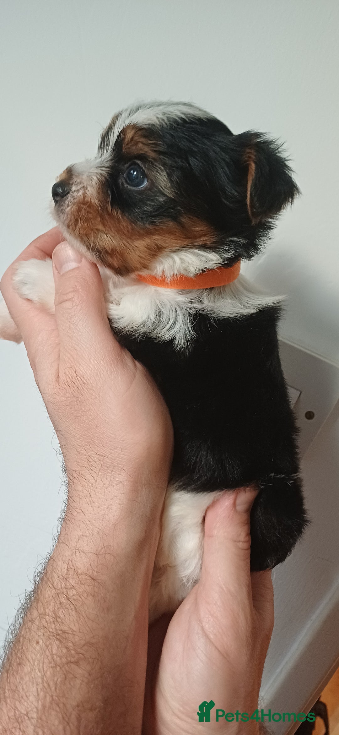 Yorkshire Terrier dogs for sale: 100% Biewer yorkshire-terrier Pedigree  - Advert 9