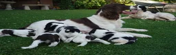 English Springer Spaniel dogs for sale: Beautiful Springer Spaniel Puppies For Sale  - Advert 13
