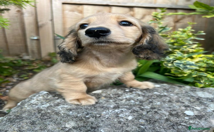 Miniature Dachshund dogs - Advert 12