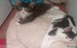 Mixed Breed cats for sale: 9 adorable Disney kitten couples  - Image 19