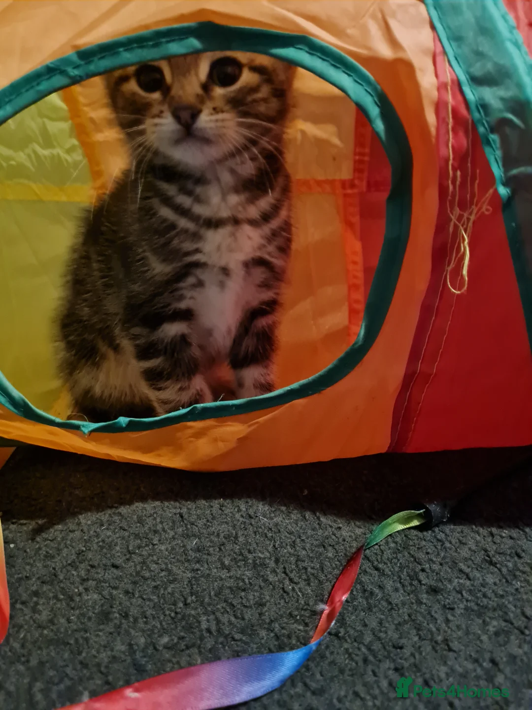 Mixed Breed cats for sale: Beautiful 8 week old kittens - Advert 3