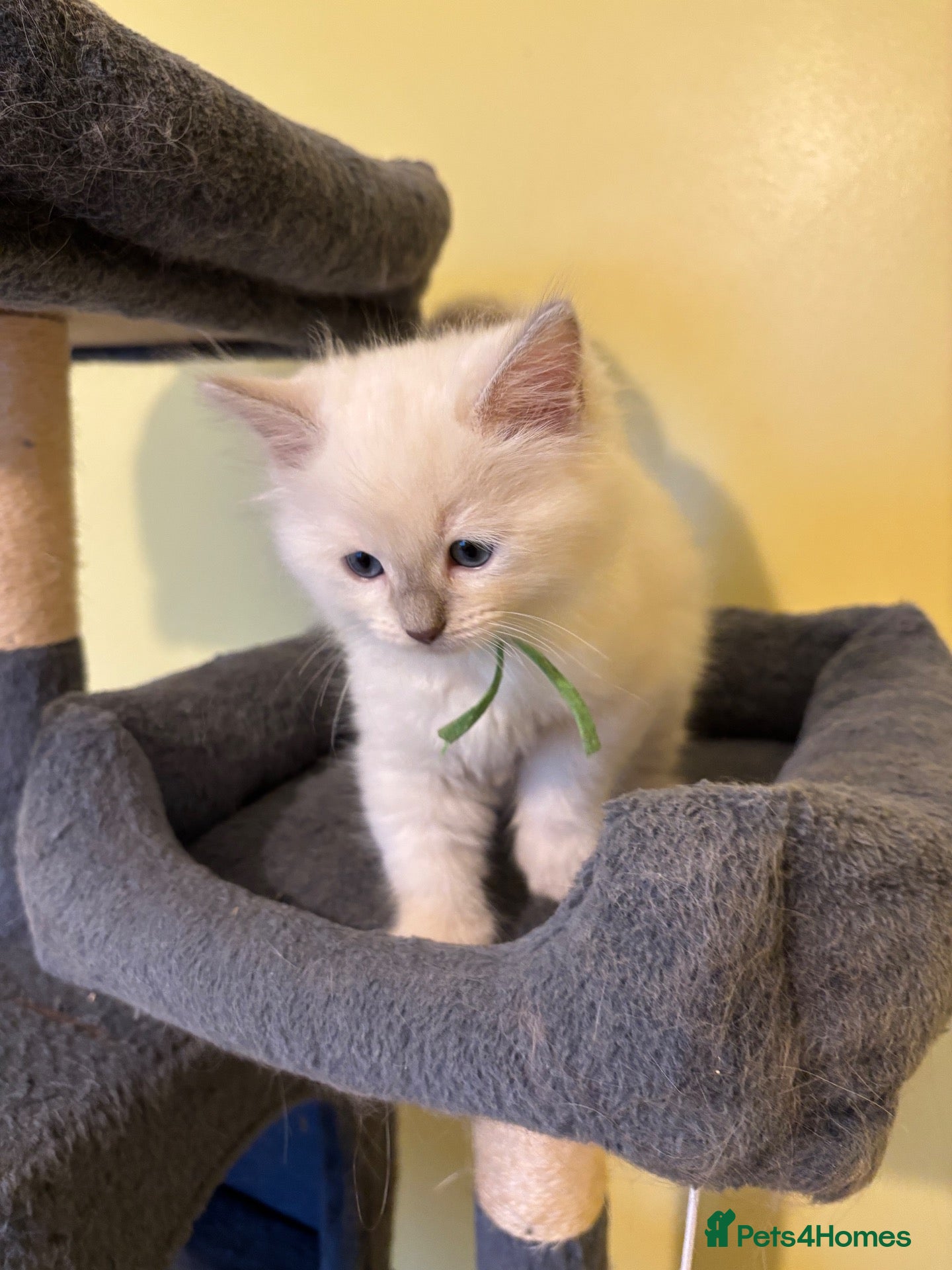 Ragdoll cats RARE CINNAMON CARRYING RAGDOLL KITTENS AVAILABLE  - Advert 2